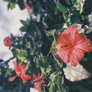 Mahalo Herbal Tea steeping with hibiscus petals
